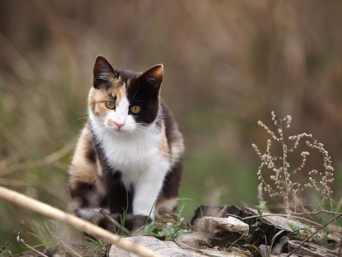 草むらの三毛猫