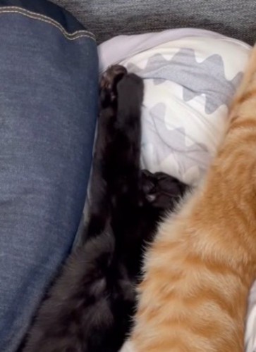 前足を伸ばして眠る黒猫