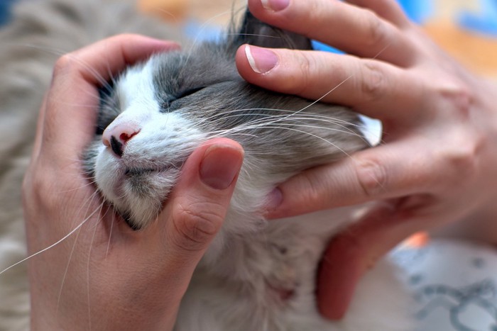 首に皮膚の荒れがある猫