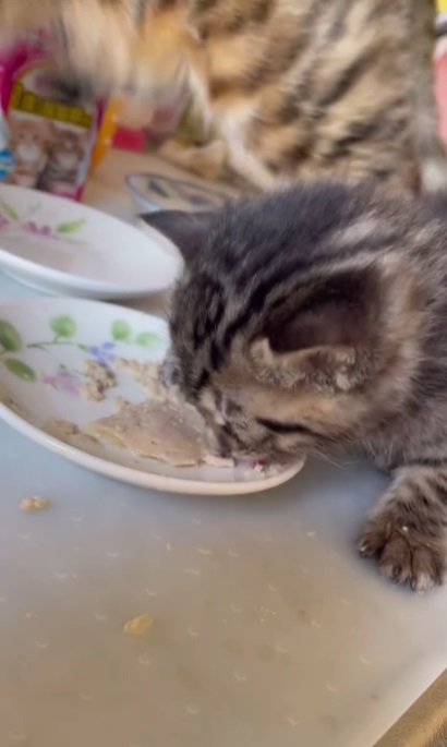 再度飼い主さんがどける