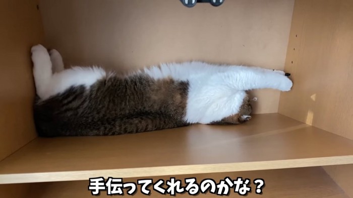 仰向けでネジに前足を伸ばす猫