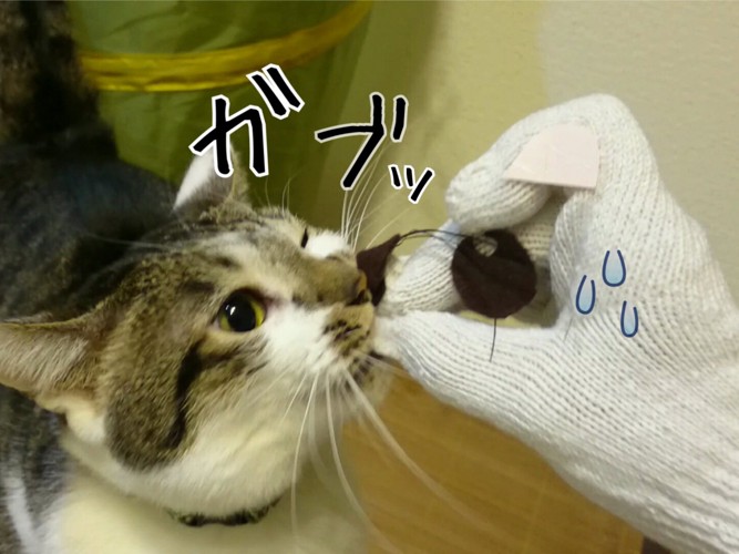 ガブッとする猫