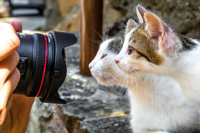 猫のどアップを撮影しようとする人