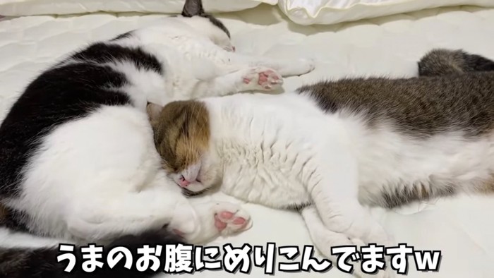 猫のお腹に頭をつけて寝る猫