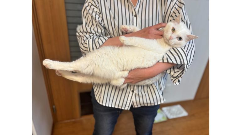 抱かれている猫