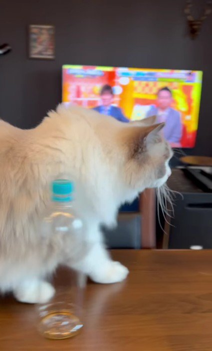 テーブルの上の猫