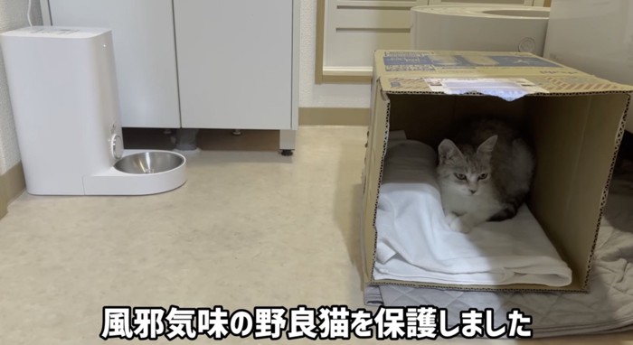 保護された野良猫