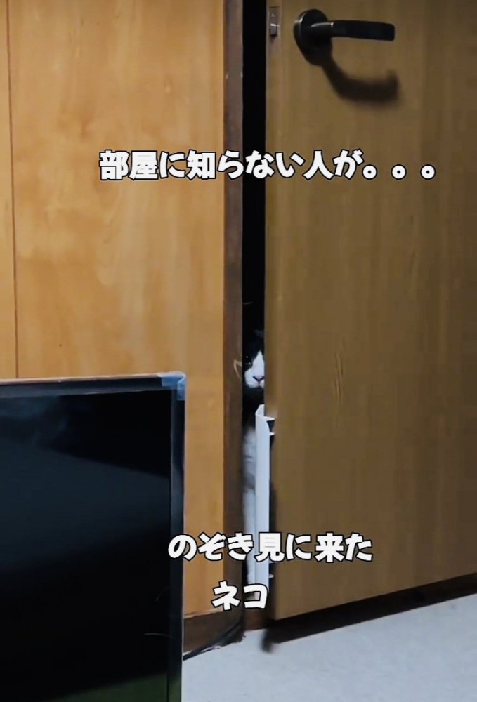 ドアの隙間から部屋の中を覗き見する白黒猫