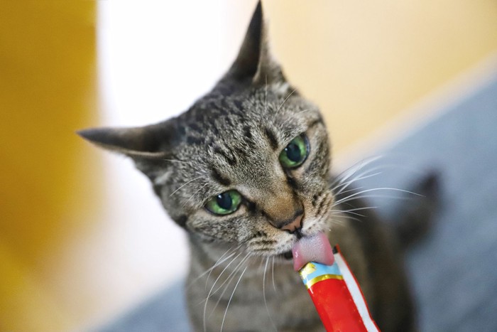 おやつを食べている猫