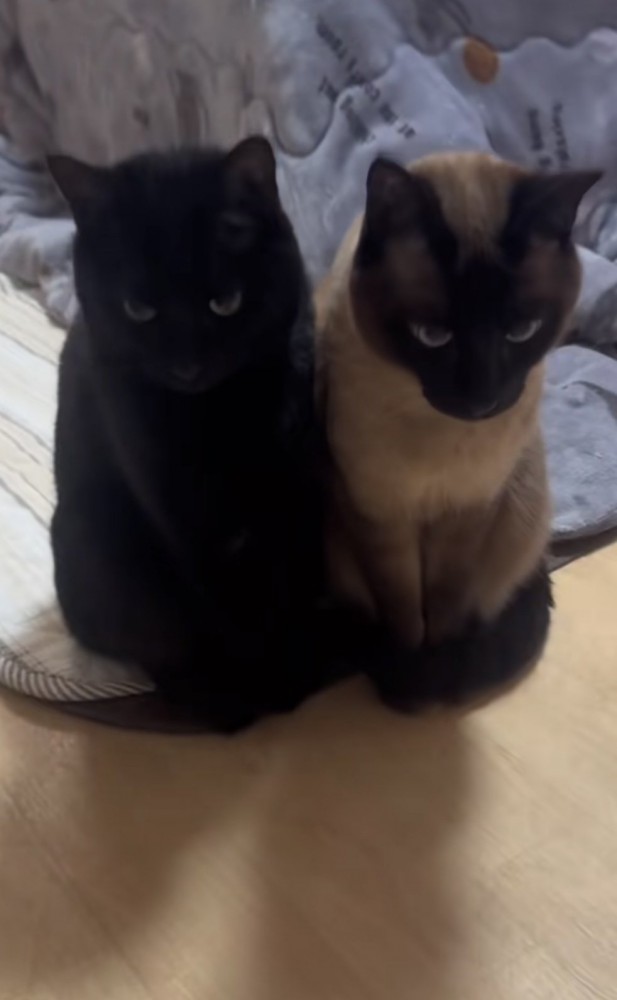 2匹の猫が並んでいる写真