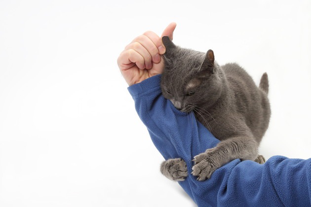 飛びつきたかった猫