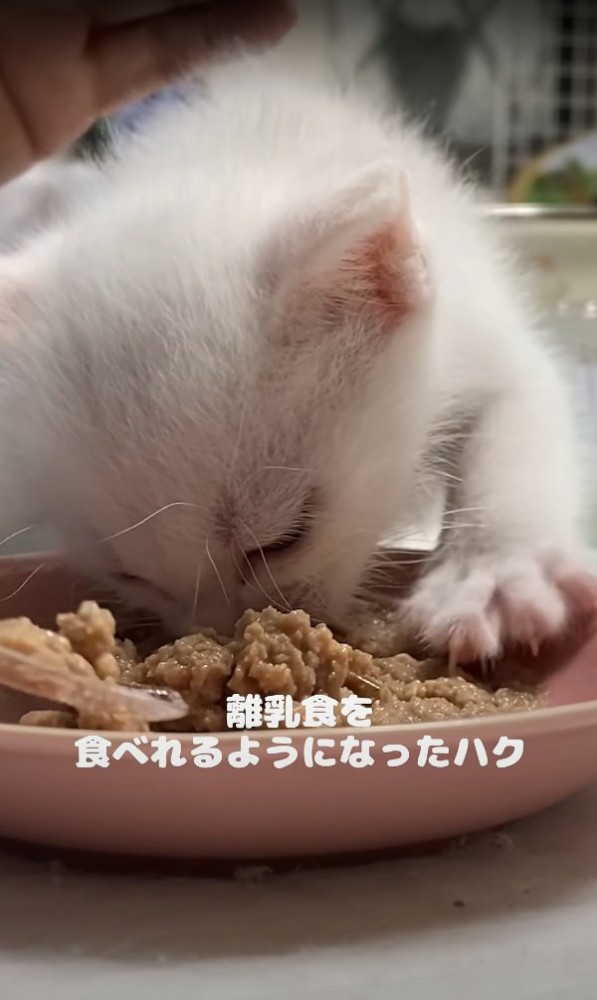 ご飯を食べるハクちゃん