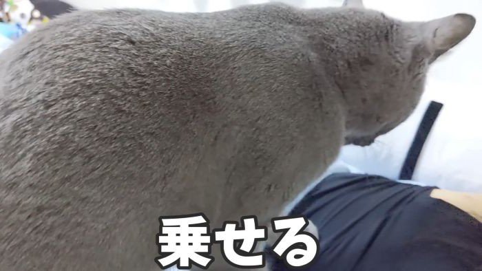 ハムちゃんを上にのせる