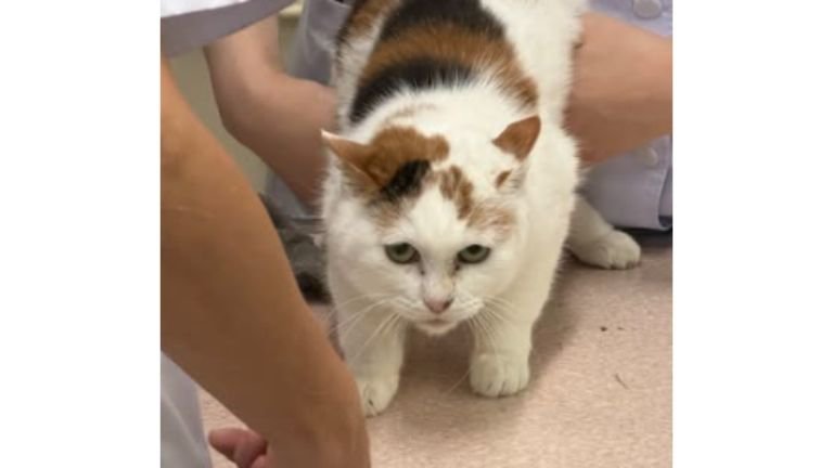 動物病院にいる猫