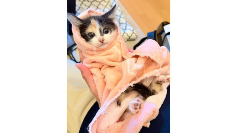 抱かれている子猫