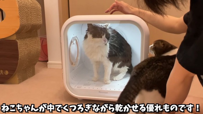 ドライヤーハウスの中にいる猫