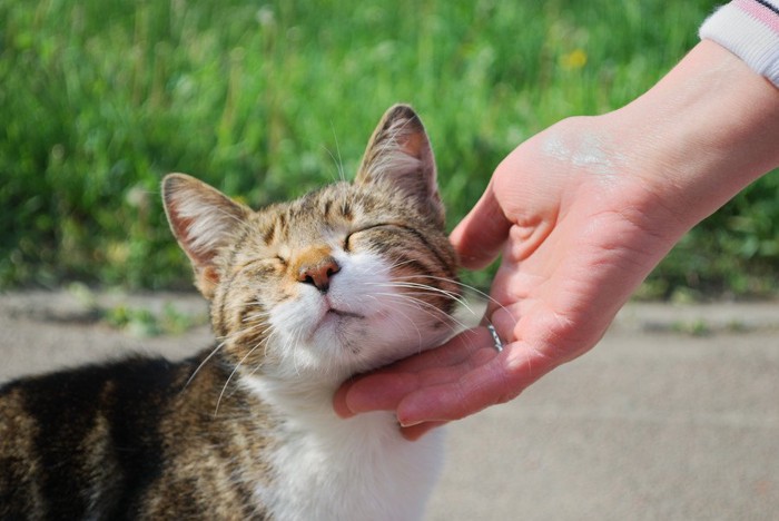 首回りをなでられる猫