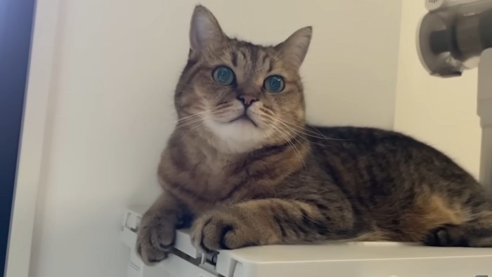 座ったまま体を起こし飼い主をじっとみる猫