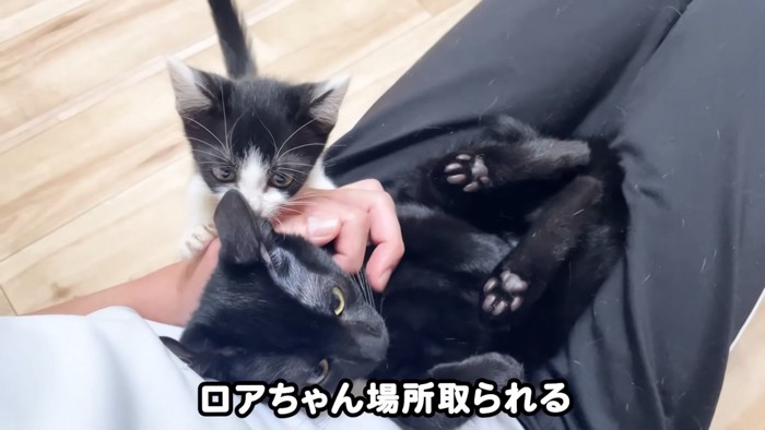 パパさんの手をチョイチョイ