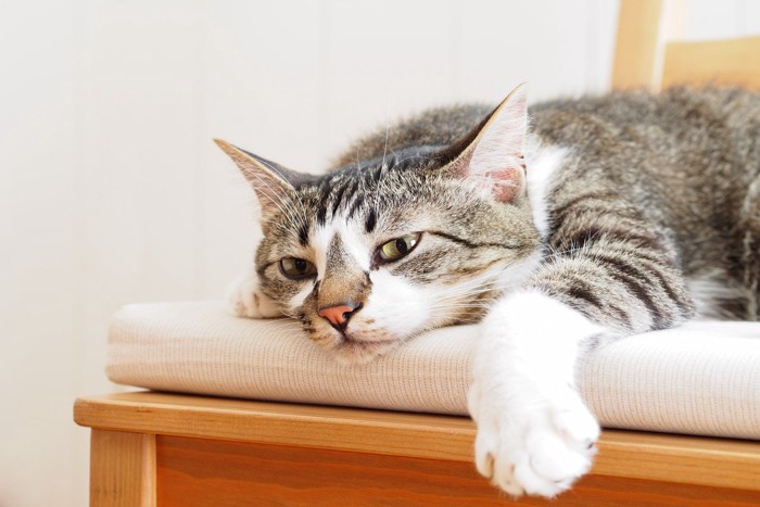 椅子の上の猫