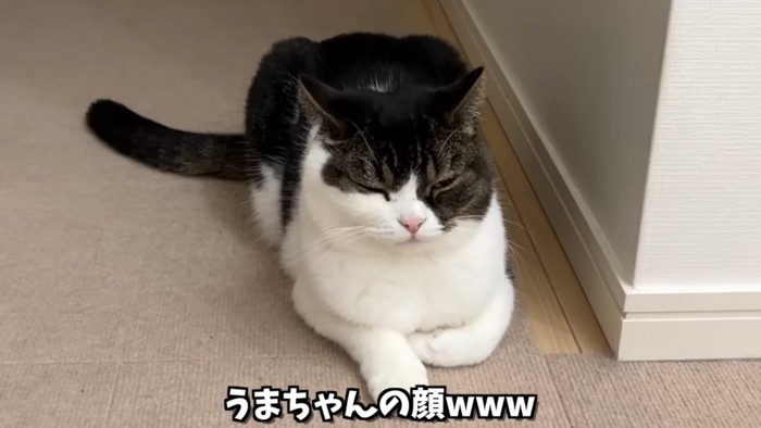 目を細める猫