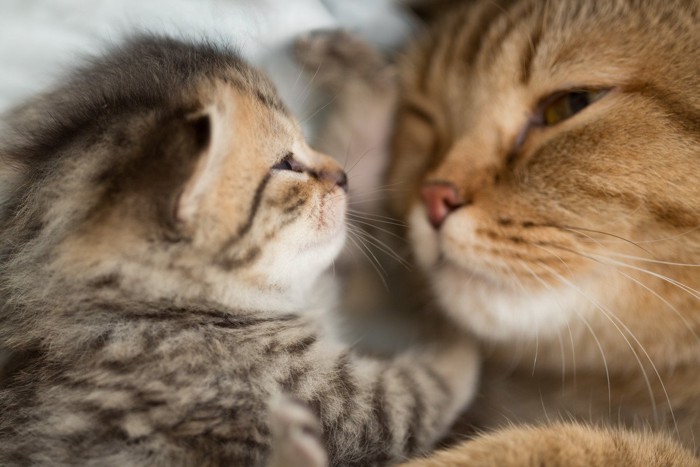 向かい合って眠る親子猫