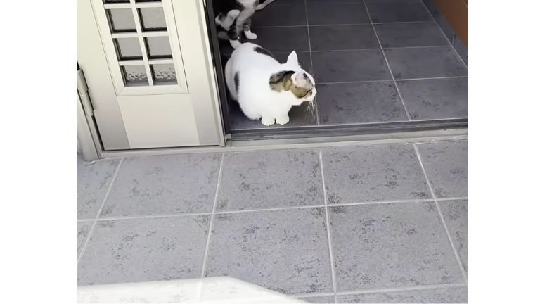 玄関にいる猫
