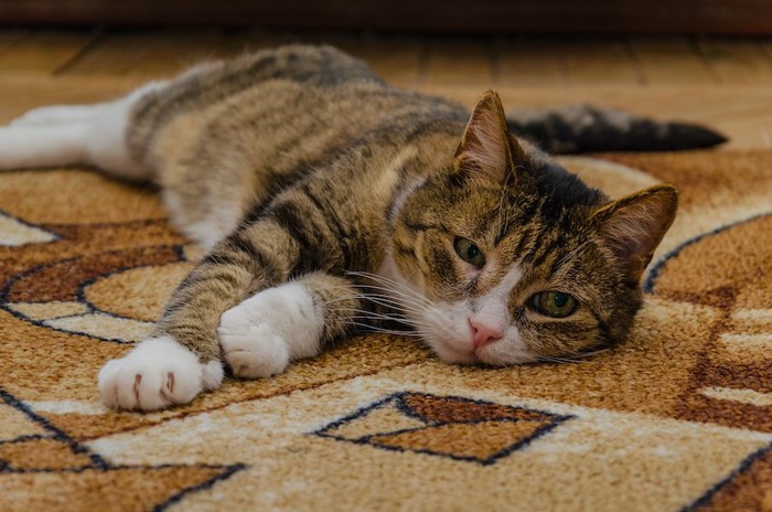 カーペットの上で横になっている猫