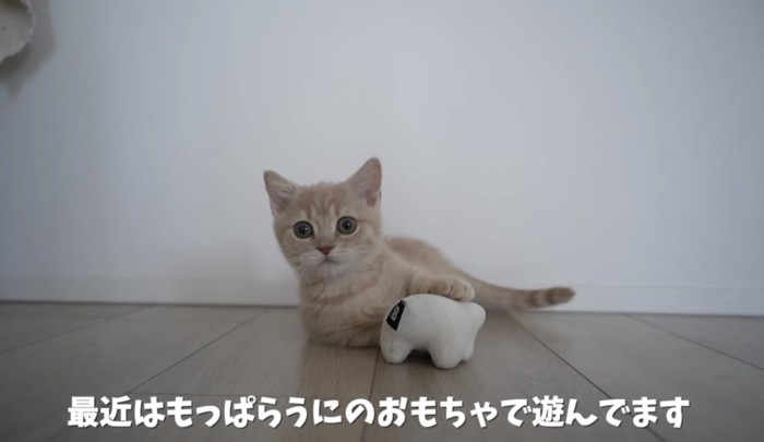 犬のおもちゃが好きな猫