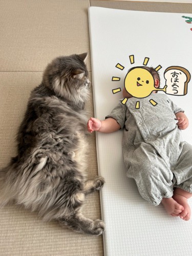 赤ちゃんを見守る猫