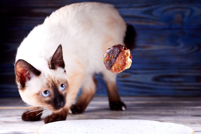 チョコクッキーをよける猫