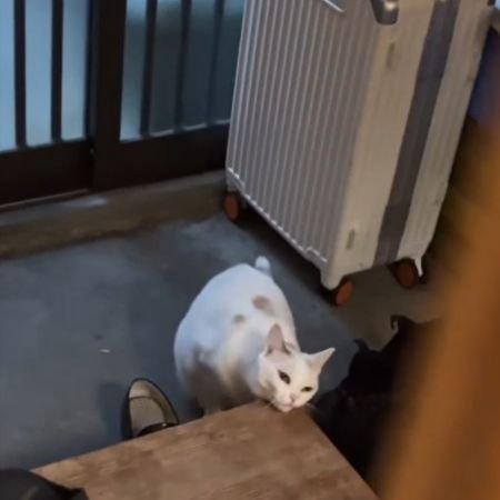 台の角にあご先をのせる猫