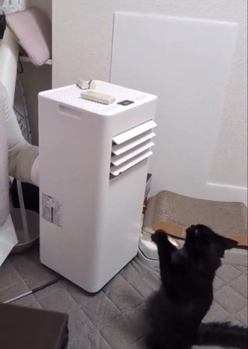 機械を見つめる猫