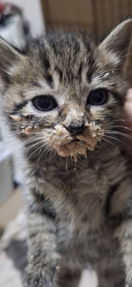 口の周りを離乳食で汚す子猫