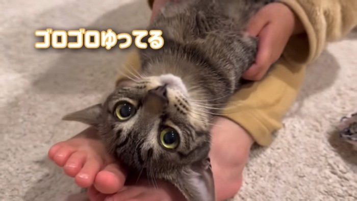 足の上でゴロゴロいう猫