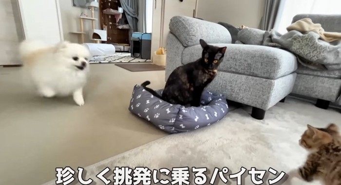 向かい合う猫と犬