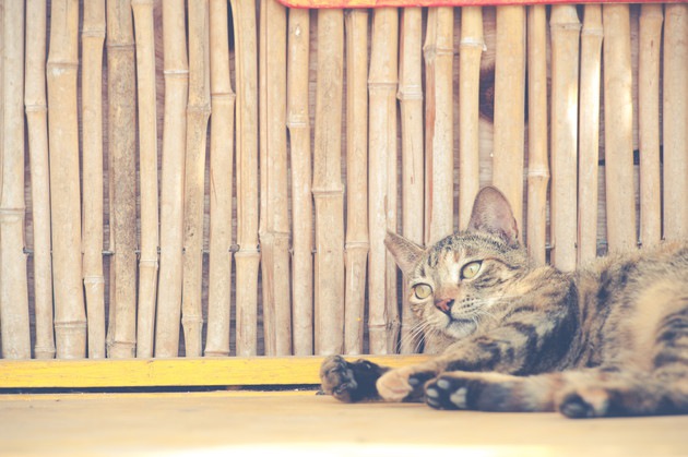 猫と小屋