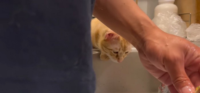 人間の手の間から猫の顔が見えている