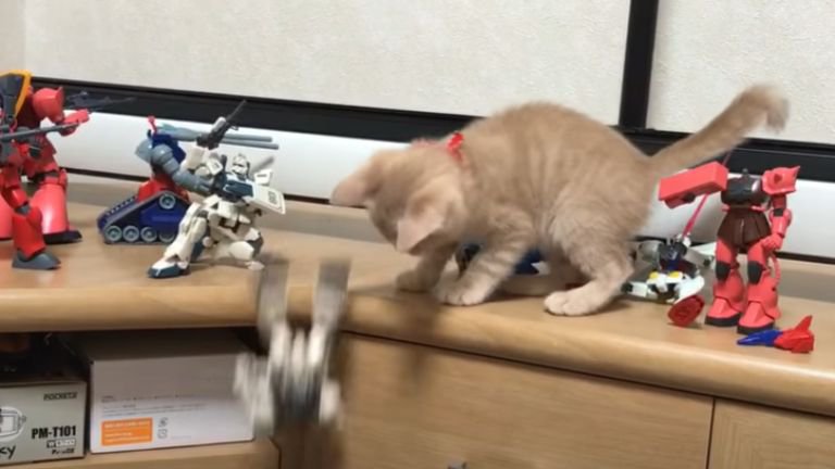 ガンプラを落とす猫