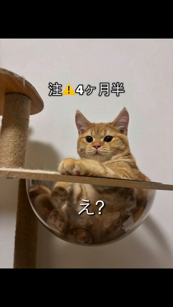 生後4ヶ月半の猫さん