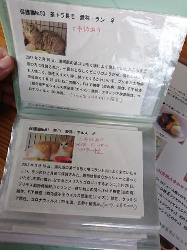 保護猫たちのアルバム