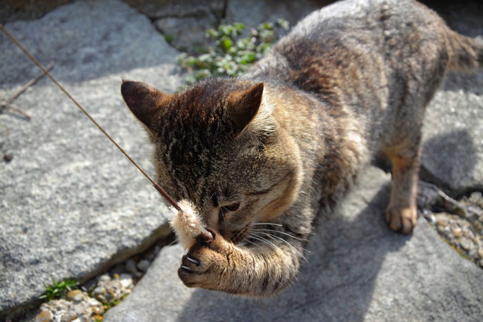 おもちゃで遊ぶ島猫の写真