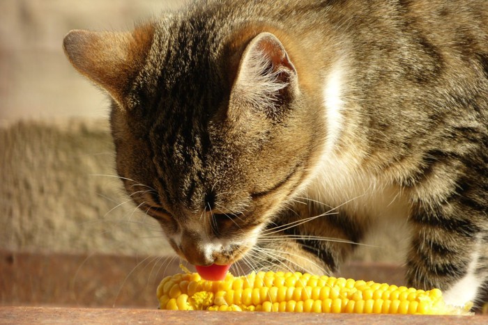 とうもろこしを食べる猫