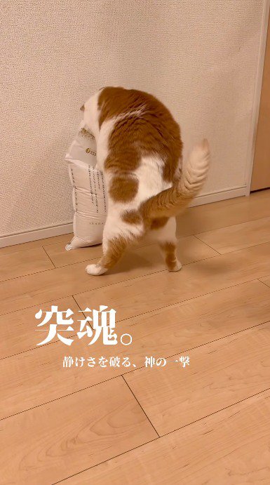 米袋を前足で踏む猫