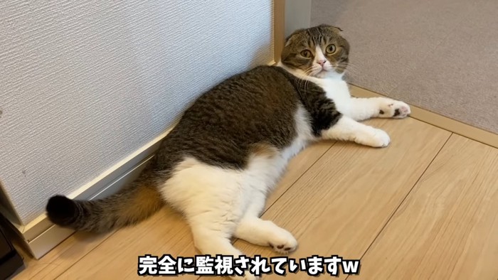 寝そべる猫