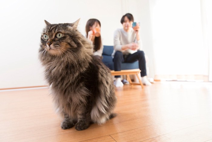 猫がいる生活風景