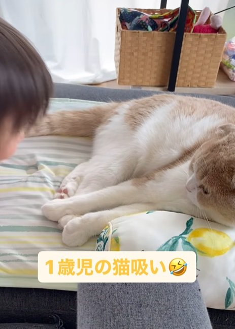 猫から顔を離す子供