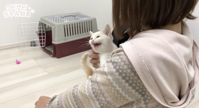 すぐなついた雪見