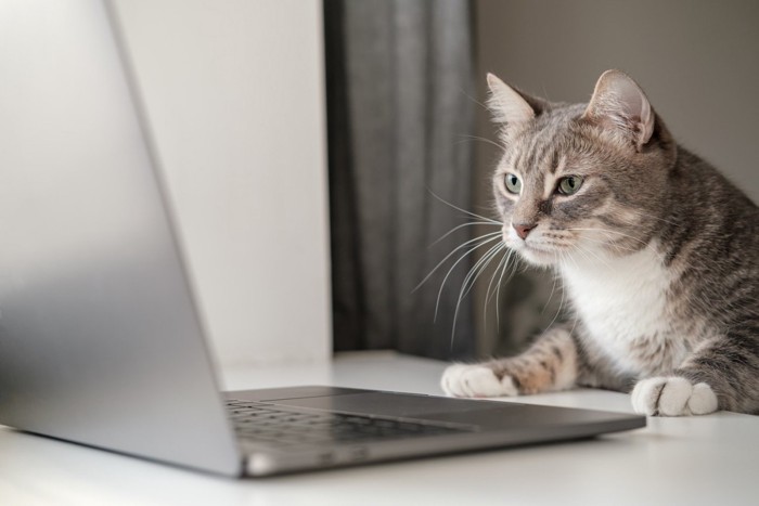 前のめりでノートPCを覗き込む猫