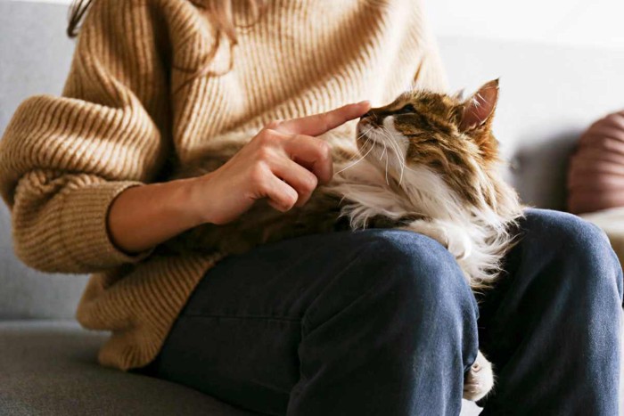 飼い主さんの膝の上で寛ぐ猫